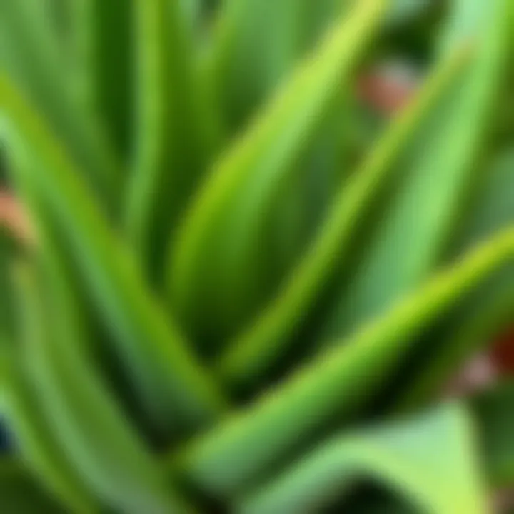 Fresh Aloe Vera Leaves Fresh Aloe Vera leaves showcasing their vibrant green color and texture