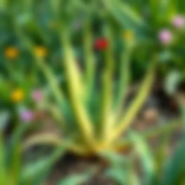 Aloe Vera in Natural Habitat Aloe Vera plant in a garden setting, illustrating its natural habitat and growth