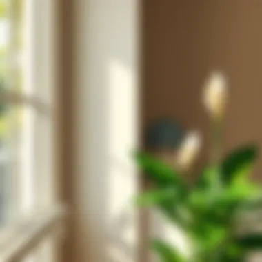 Optimal Indoor Lighting for Peace Lilies A serene indoor setting featuring a Peace Lily beside a window, illustrating optimal light conditions