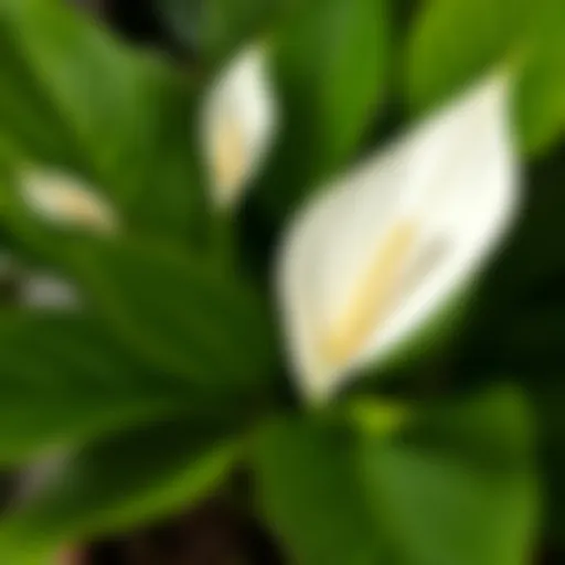 A beautiful Peace Lily plant showcasing its lush green leaves and striking white blooms