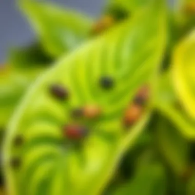 Pest Management for Peace Lilies A close-up of a healthy Peace Lily leaf affected by pests, with a focus on treatment options