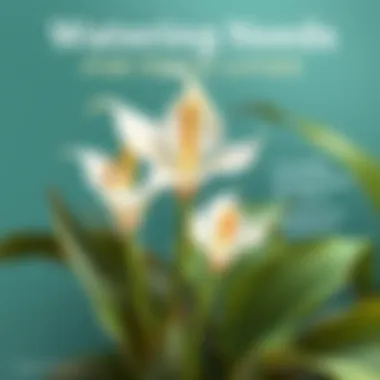 Watering Needs for Peace Lilies An infographic detailing the watering needs for Peace Lilies, including frequency and amounts