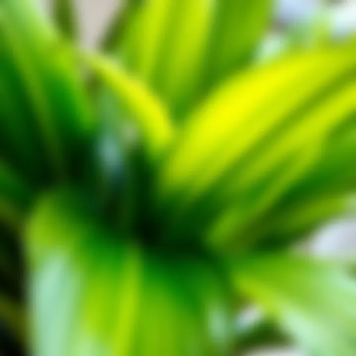 Close-up of lush green leaves of a long houseplant