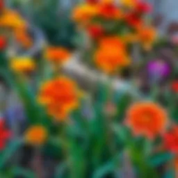 A vibrant garden with autumn plants thriving.