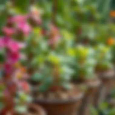 Healthy plants in a well-maintained garden.