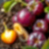 Germination process of plum seeds in soil