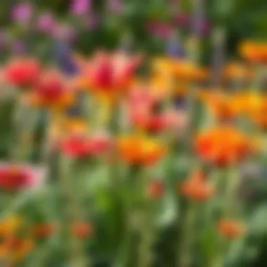 Vibrant garden showcasing heat-resistant plants in full bloom