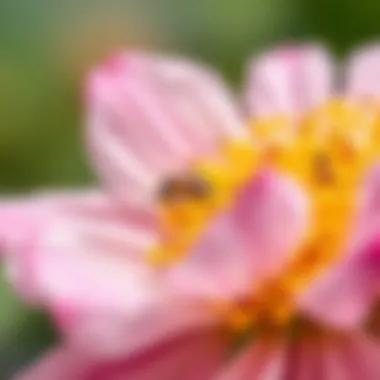 Close-up of a flower with natural pest solutions applied