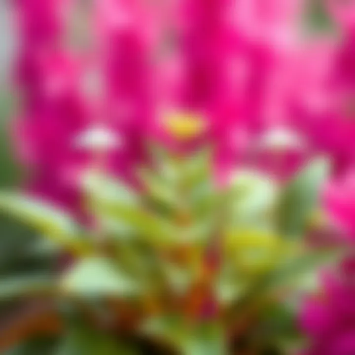 Diagram illustrating plant adaptation to various climates