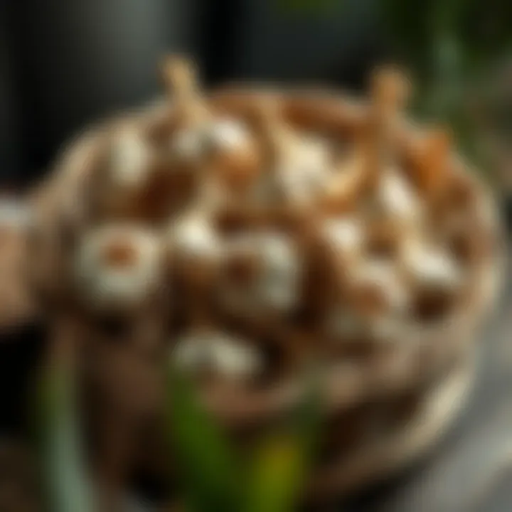 Dried Garlic Bulbs Dried garlic bulbs stored in a basket