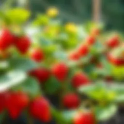 Vibrant strawberry plants flourishing in a garden