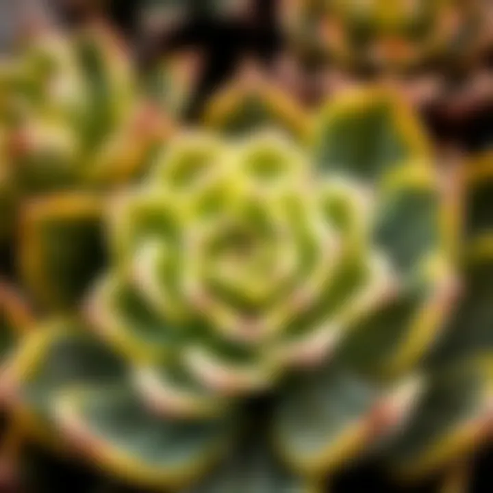Intricate Succulent Patterns Close-up of a unique succulent type showcasing its intricate patterns