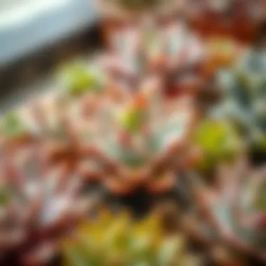 Illustration depicting watering techniques for succulents