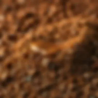 Close-up of coffee grounds and a rich crema on top