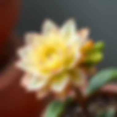 Close-up of a flourishing potted flower showing intricate petal details.